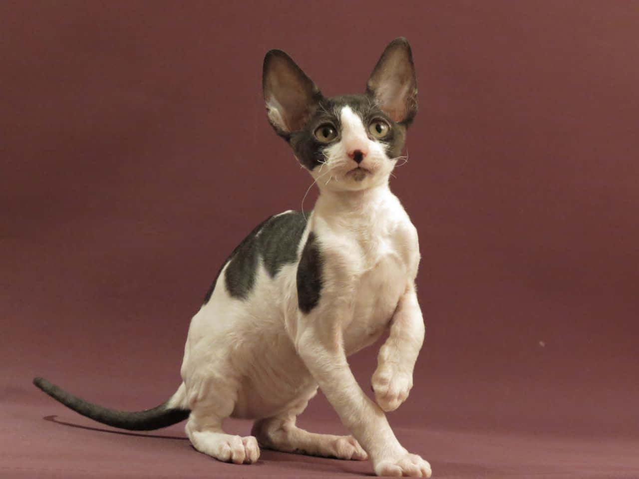 Caption: Elegant Cornish Rex Cat Posing In Sunshine Wallpaper