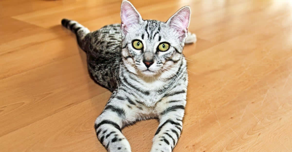 Caption: Elegant Egyptian Mau Cat Lounging Wallpaper