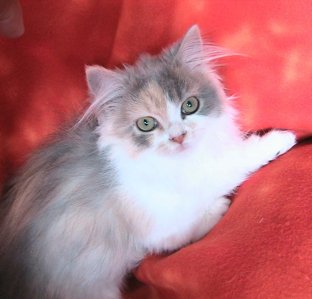 Caption: Elegant Napoleon Cat Relaxing On A Soft Surface Wallpaper