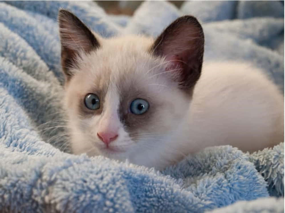 Caption: Elegant Snowshoe Cat Lounging With Grace Wallpaper