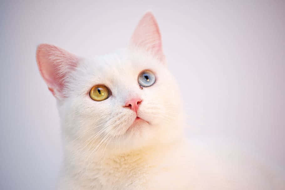 Caption: Elegant Turkish Angora Cat Lounging On A Cushion Wallpaper