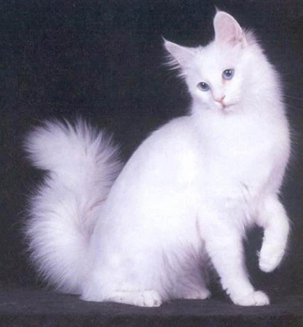 Caption: Elegant Turkish Angora Cat Posing In Nature Wallpaper