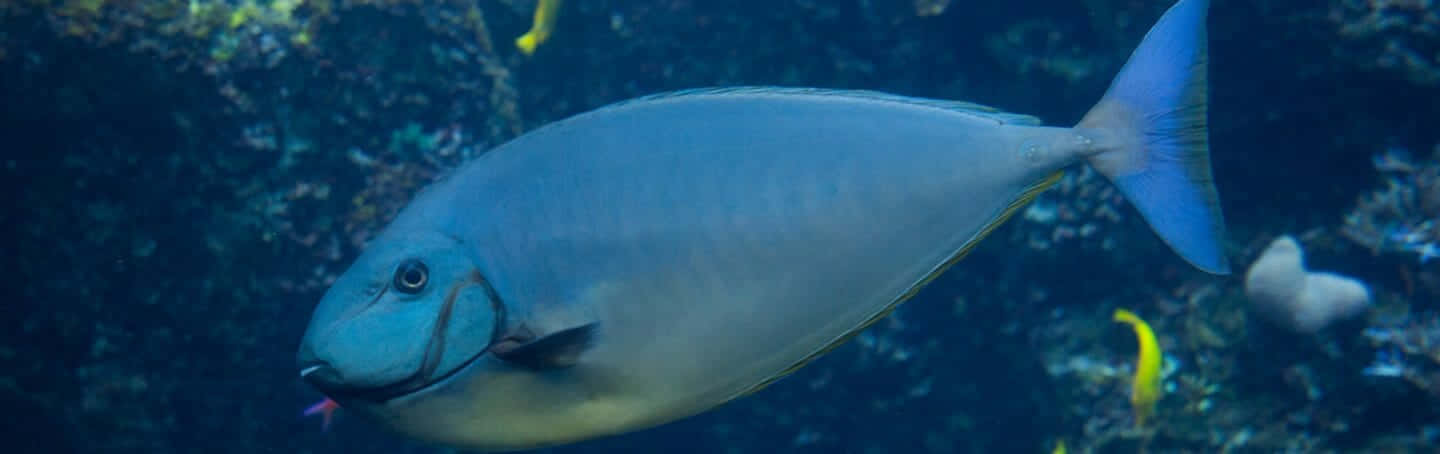 Caption: Elusive Unicorn Fish In Vibrant Underwater Landscape Wallpaper