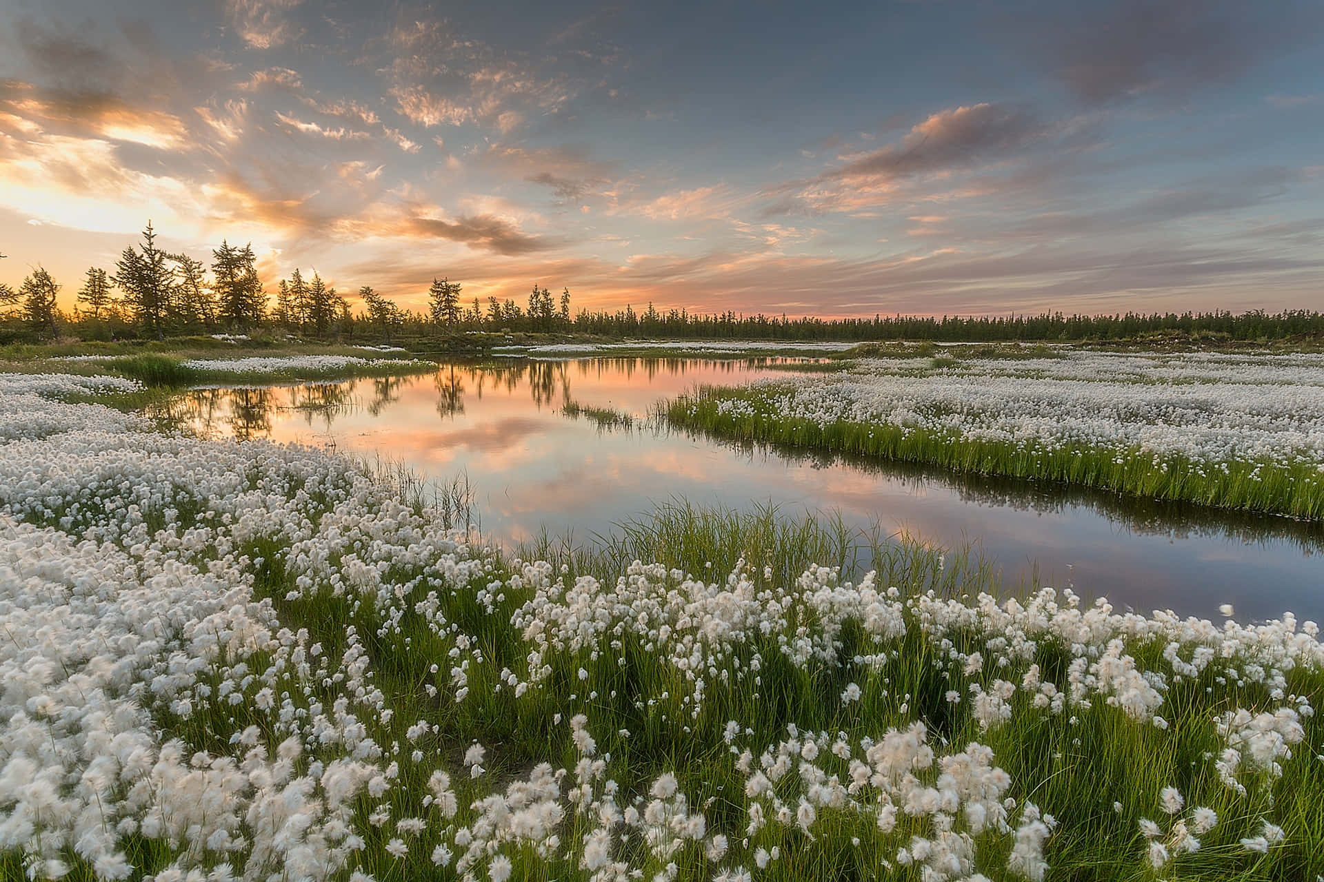 Caption: Enchanting Flower Landscape At Twilight Wallpaper