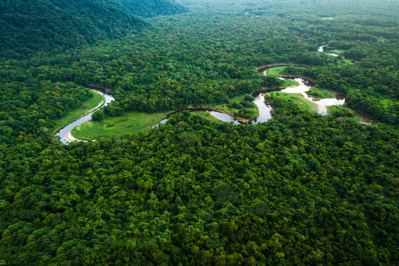 Caption: Enchanting Green Forest Wallpaper