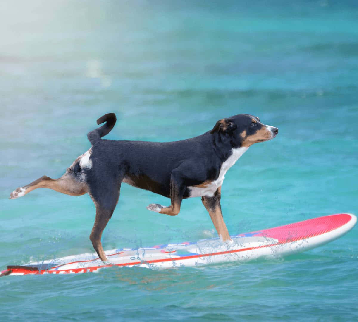 Caption: Energetic Dog Jumping To Catch Frisbee In Park Wallpaper