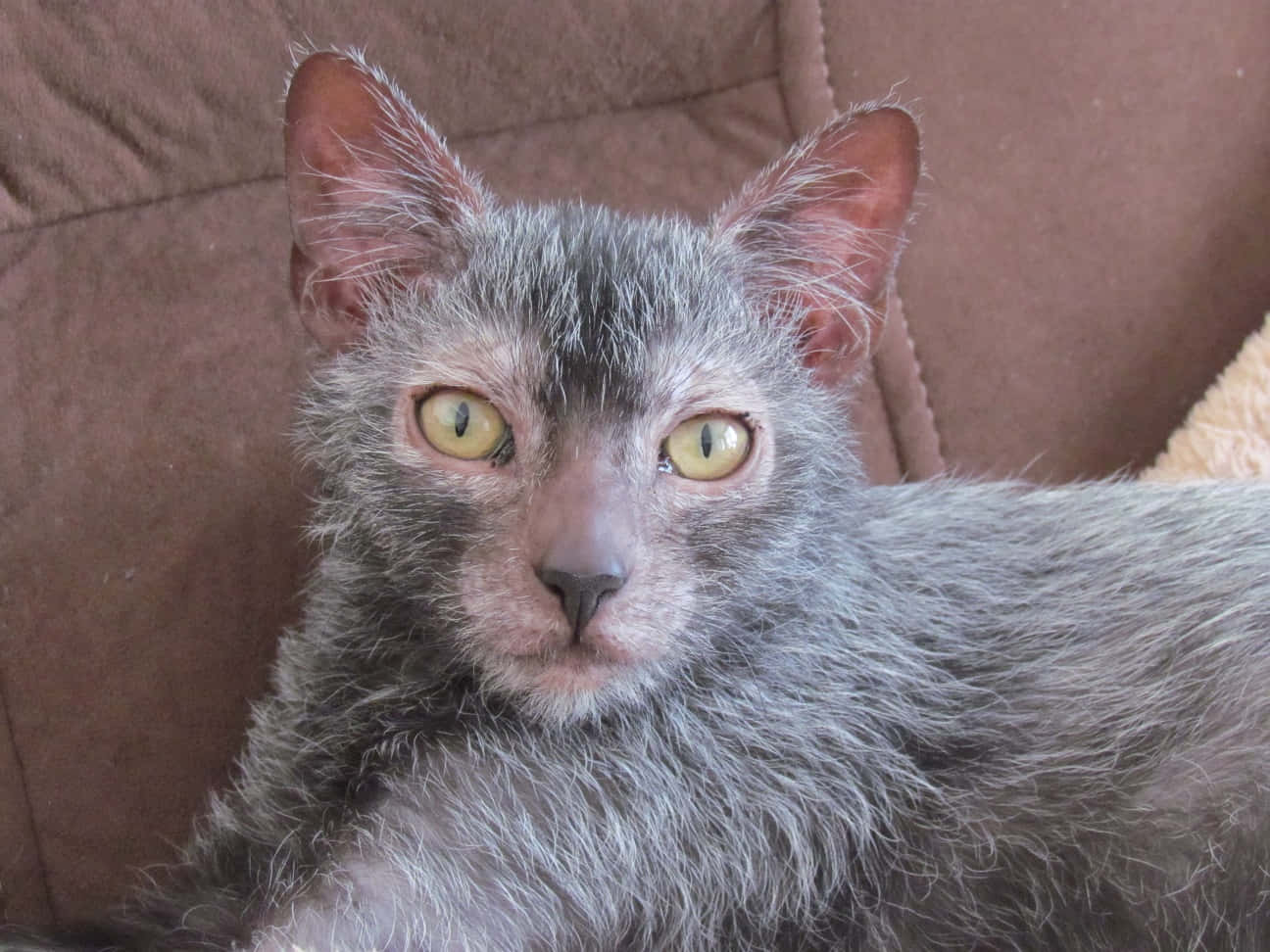 Caption: Hypnotic Stare Of A Lykoi Cat Wallpaper