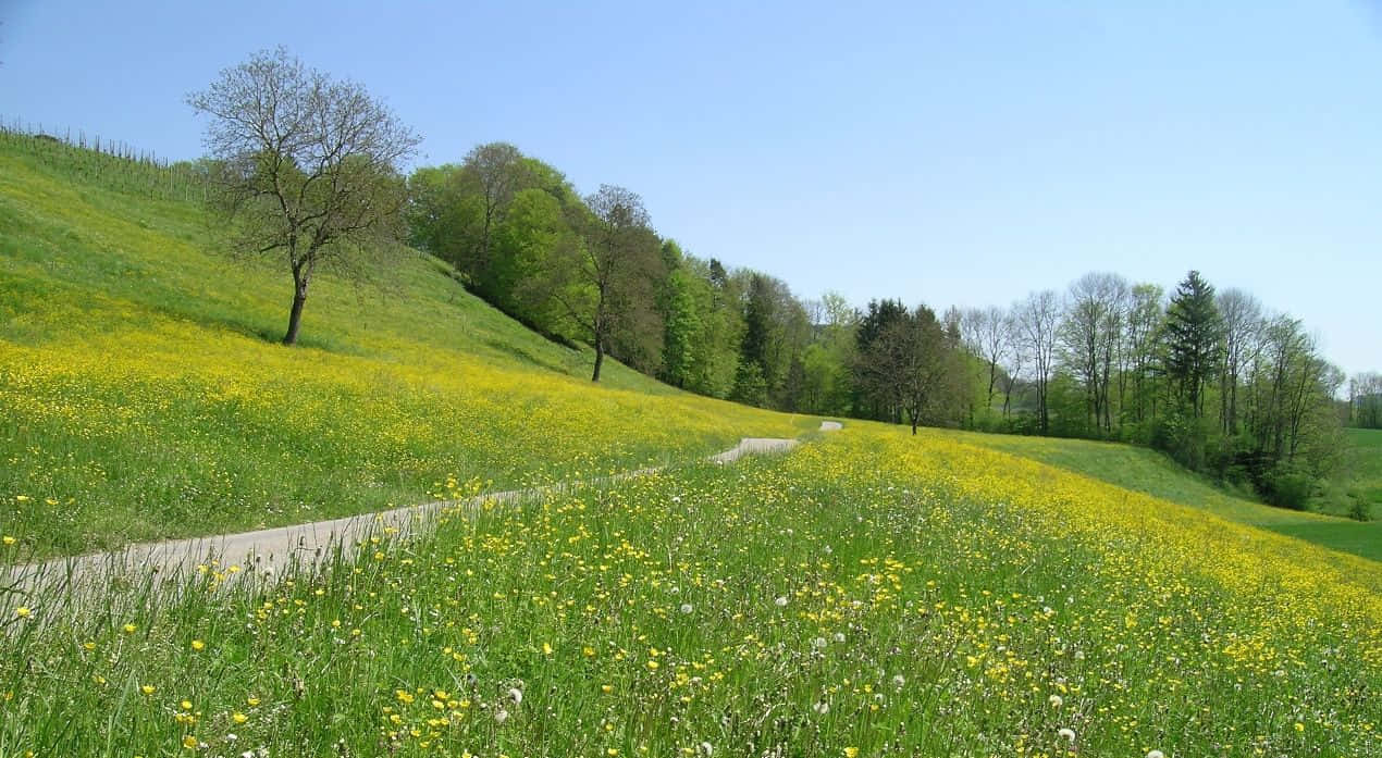 Caption: Idyllic Spring Meadow Wallpaper