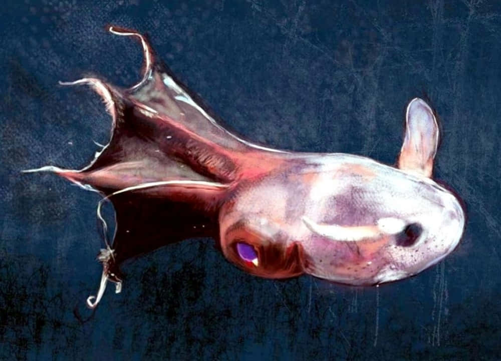 Caption: Intriguing Depths - A Vampire Squid In Its Natural Habitat Wallpaper