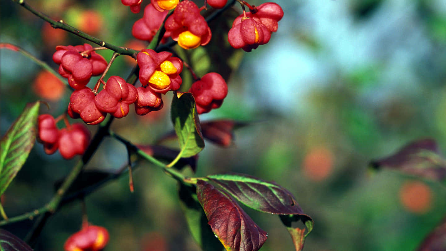 Caption: Juicy Red Fruit On Display Wallpaper