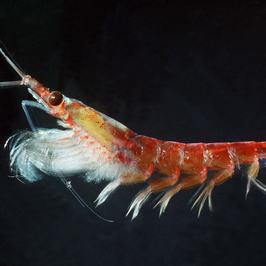 Caption: Krill Swarming In The Deep Blue Ocean Wallpaper