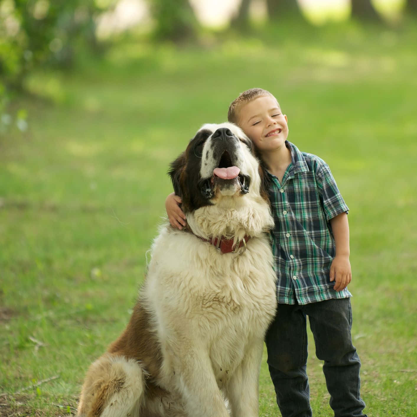 Caption: Loyal Dog Gazes Intently, Waiting For Master's Command Wallpaper