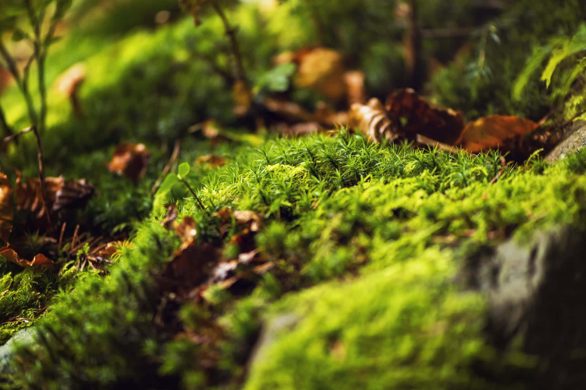 Caption: Lush Green Moss In Nature Wallpaper