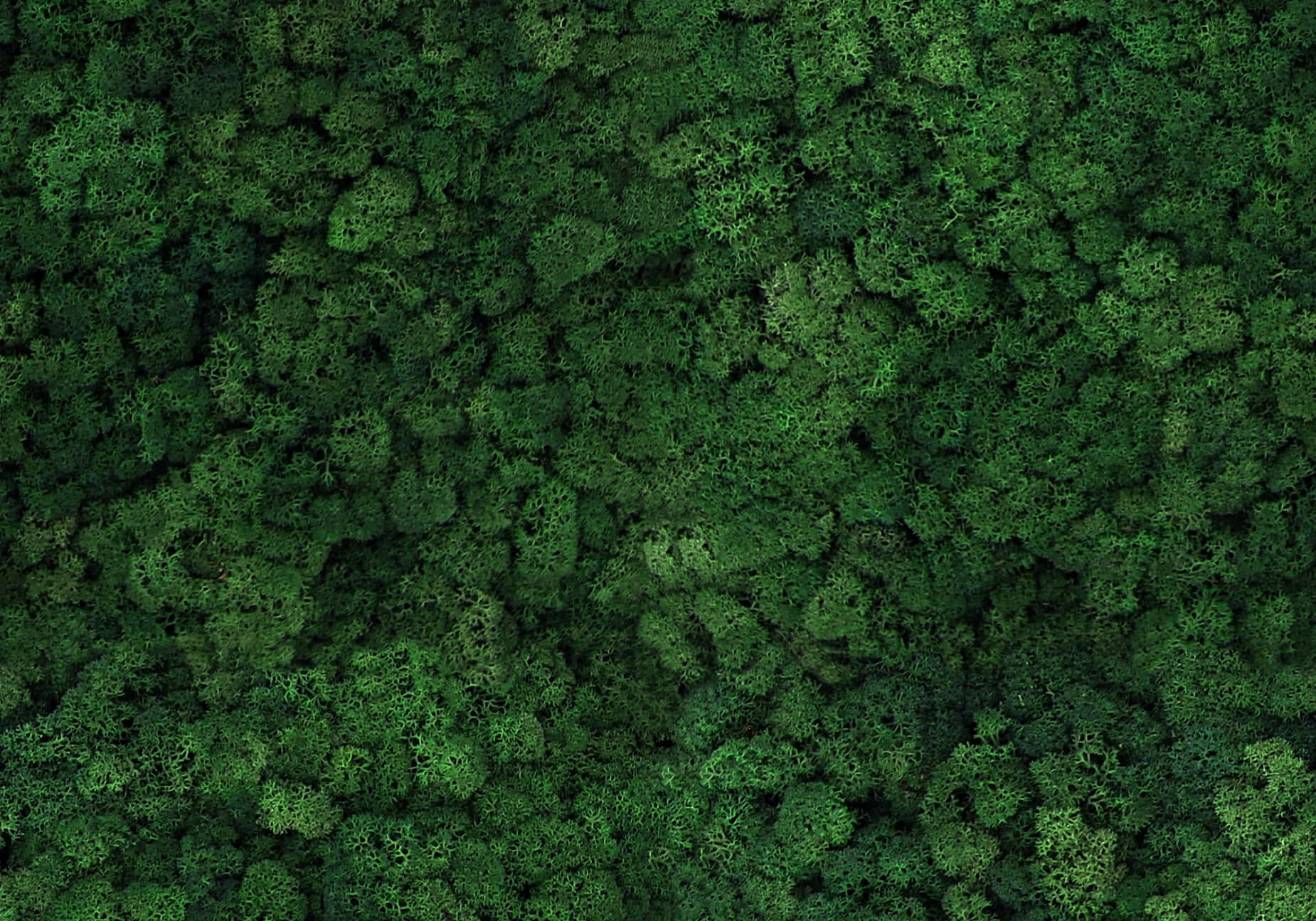 Caption: Lush Green Moss On Forest Ground Wallpaper