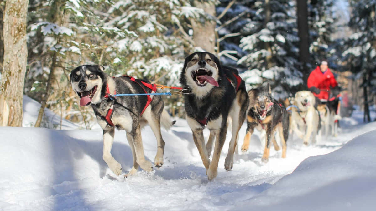 Caption: Magnificent Sled Dogs Braving Snowy Territories Wallpaper