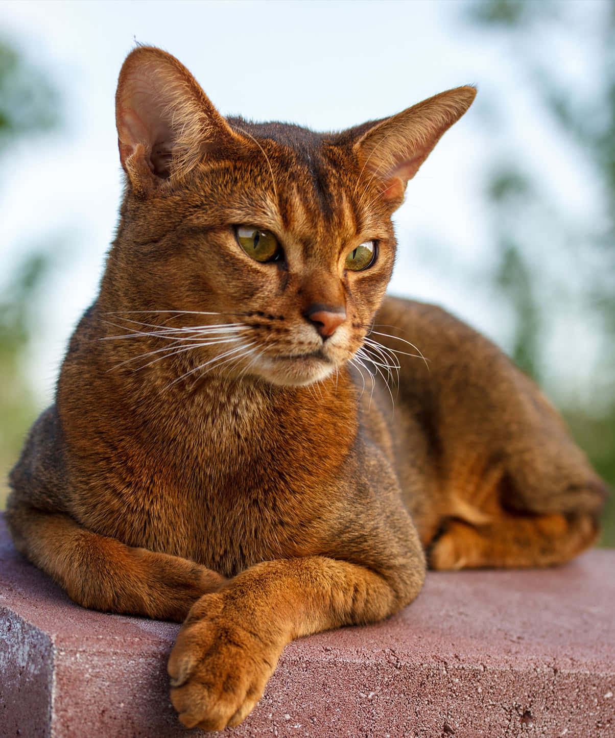 Caption: Majestic Abyssinian Cat In Crisp Detail Wallpaper