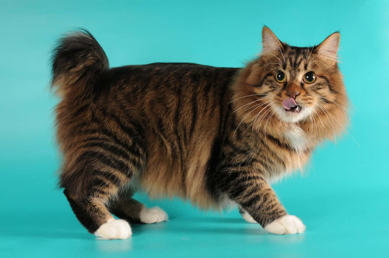 Caption: Majestic American Bobtail Cat Lounging Wallpaper