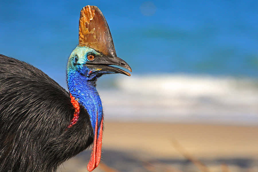 Caption: Majestic Cassowary In Natural Habitat Wallpaper