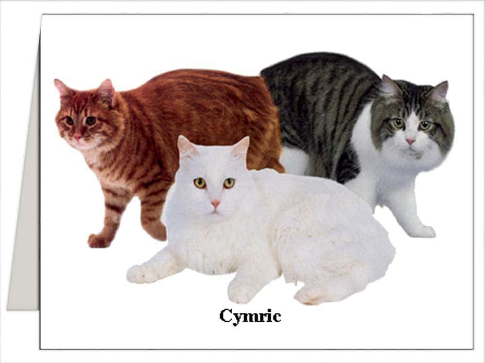 Caption: Majestic Cymric Cat Resting Outdoors Wallpaper