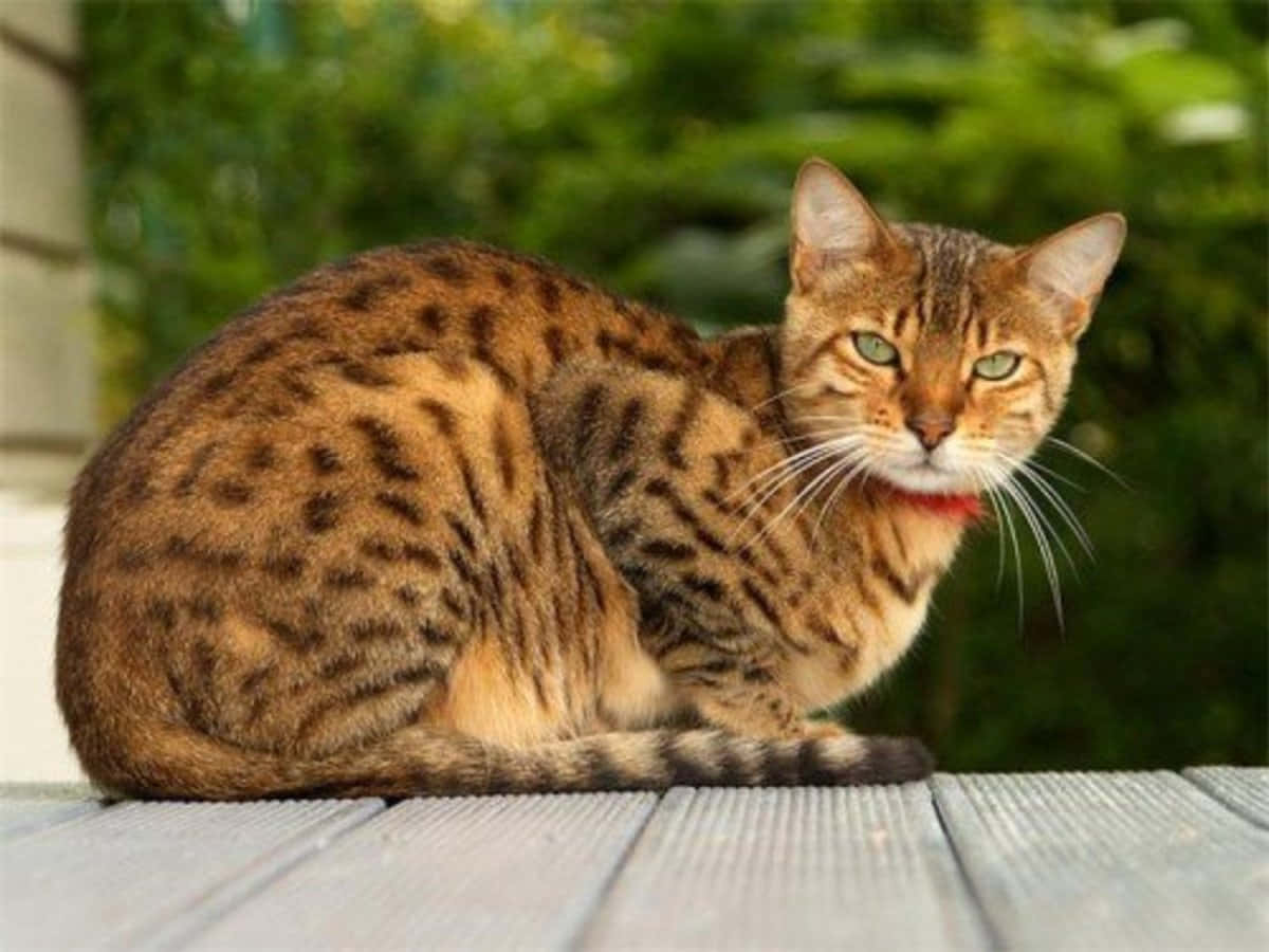 Caption: Majestic Egyptian Mau Gracefully Resting In Nature Wallpaper