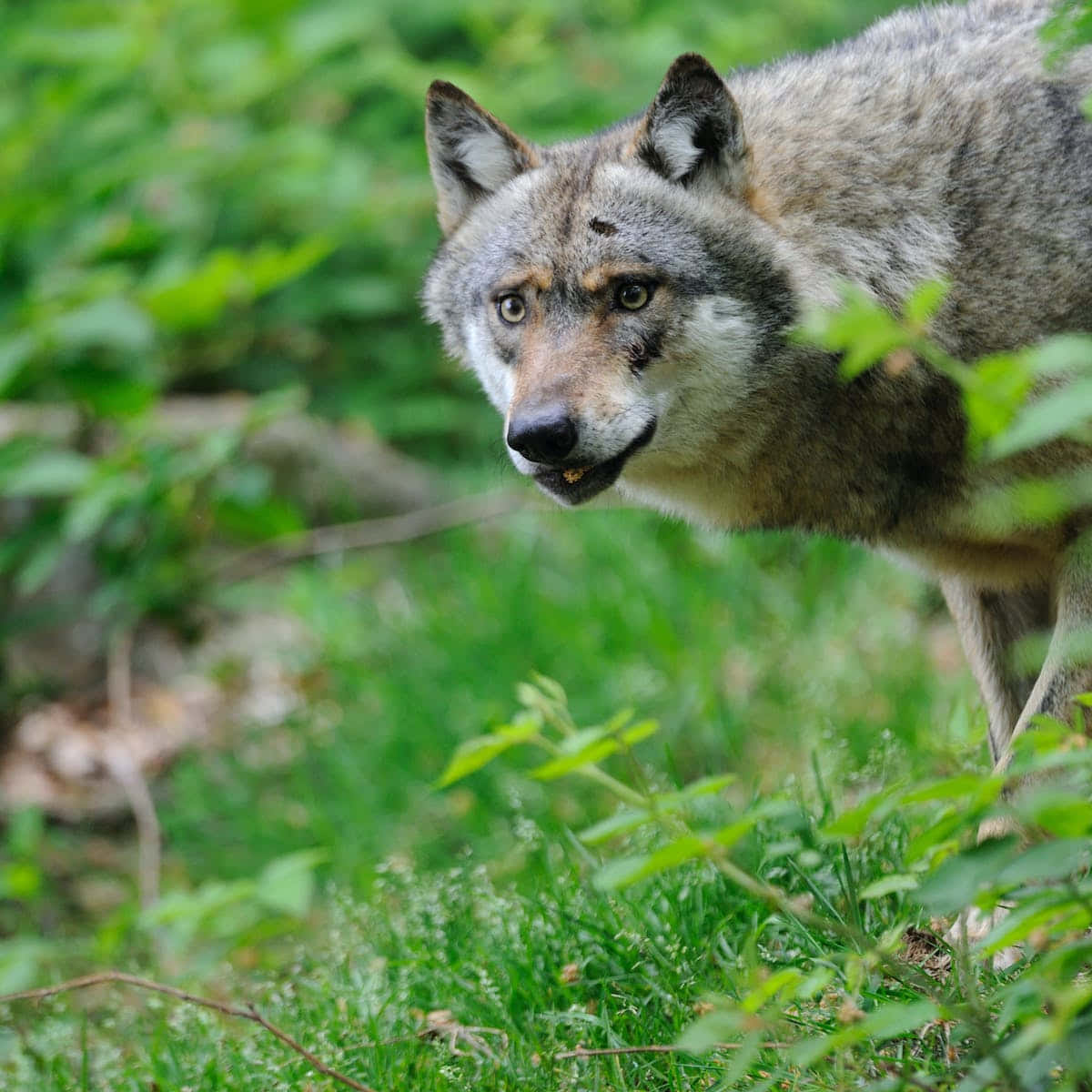 Caption: Majestic Gray Wolf In A Snowy Forest Wallpaper