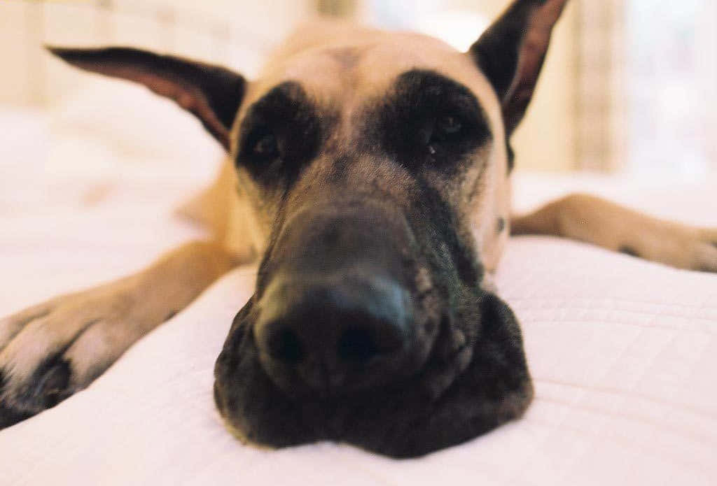 Caption: Majestic Great Dane Enjoying An Outdoor Adventure Wallpaper