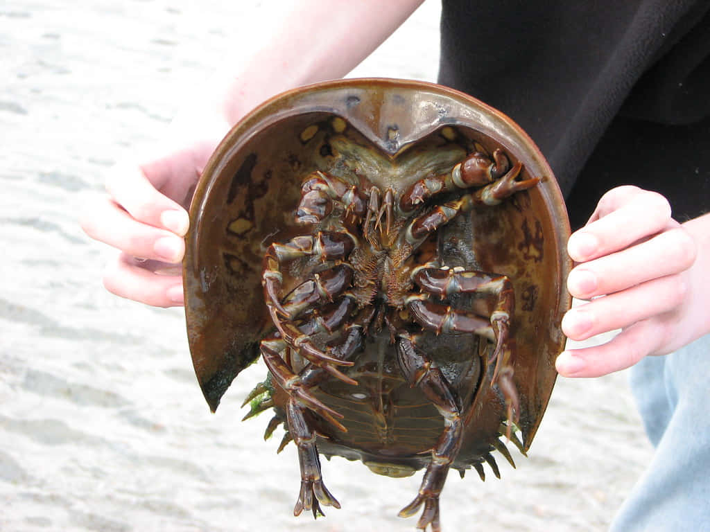 Caption: Majestic Horseshoe Crab On The Sandy Shore Wallpaper