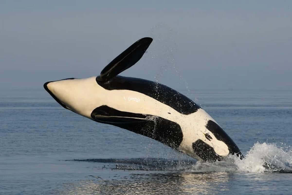 Caption: Majestic Killer Whale In Natural Habitat Wallpaper