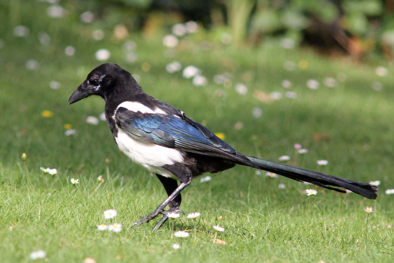 Caption: Majestic Magpie On A Branch Wallpaper