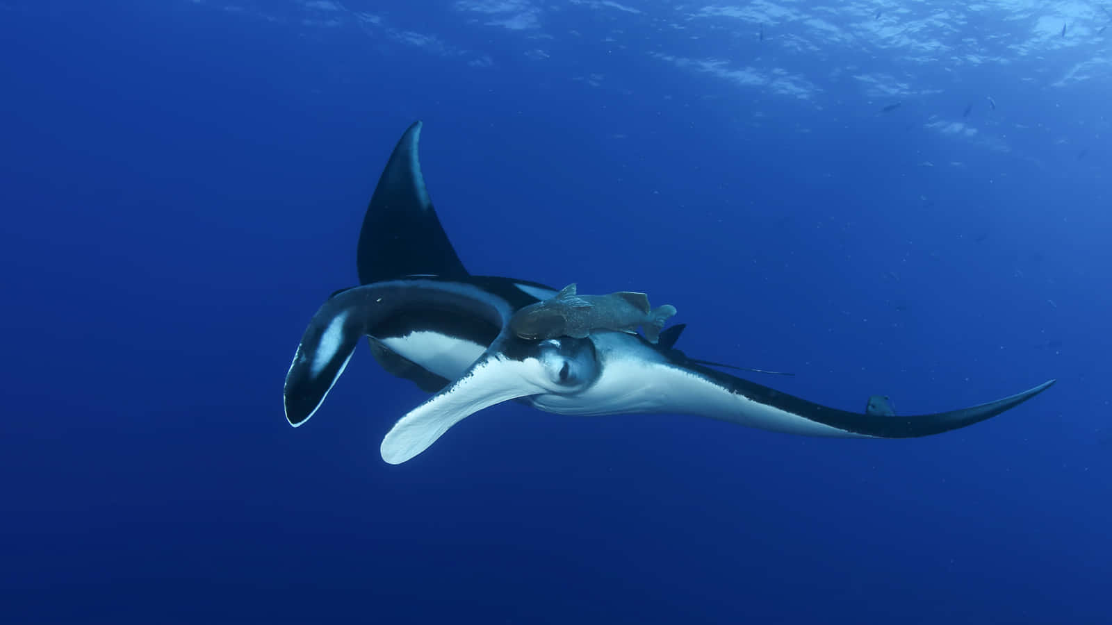 Caption: Majestic Marine Giant - The Manta Ray Wallpaper