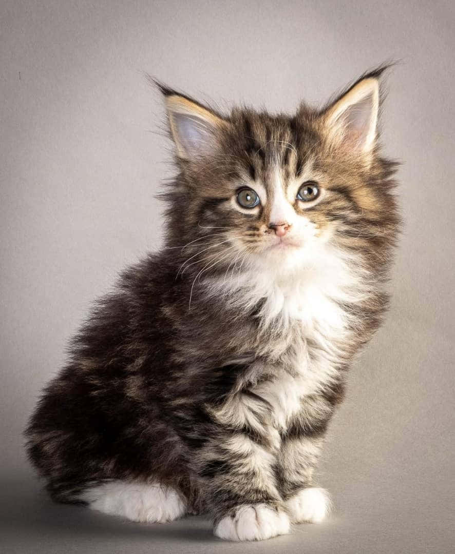 Caption: Majestic Norwegian Forest Cat Enjoying Its Natural Habitat Wallpaper