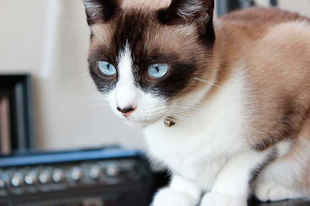 Caption: Majestic Snowshoe Cat Relaxing On The Floor Wallpaper