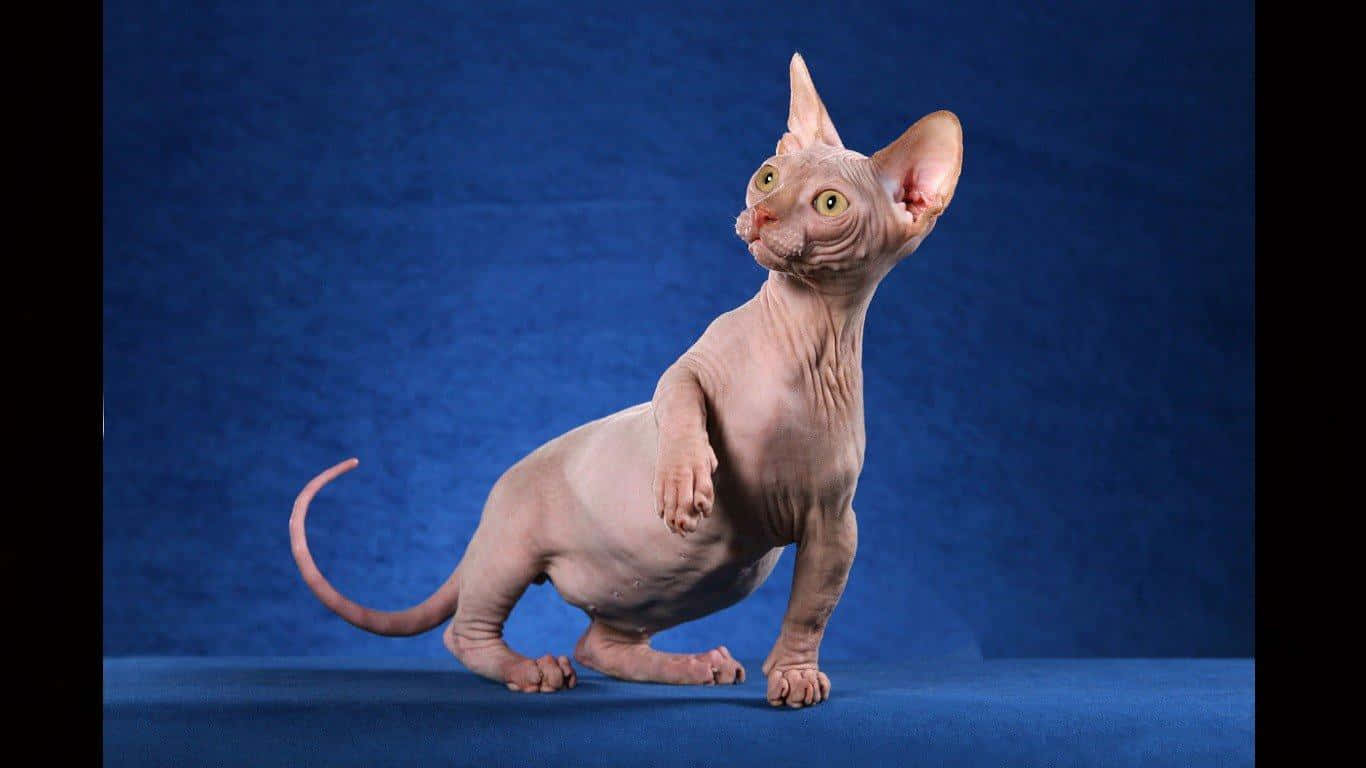 Caption: Majestic Sphynx Cat Posing Elegantly Wallpaper