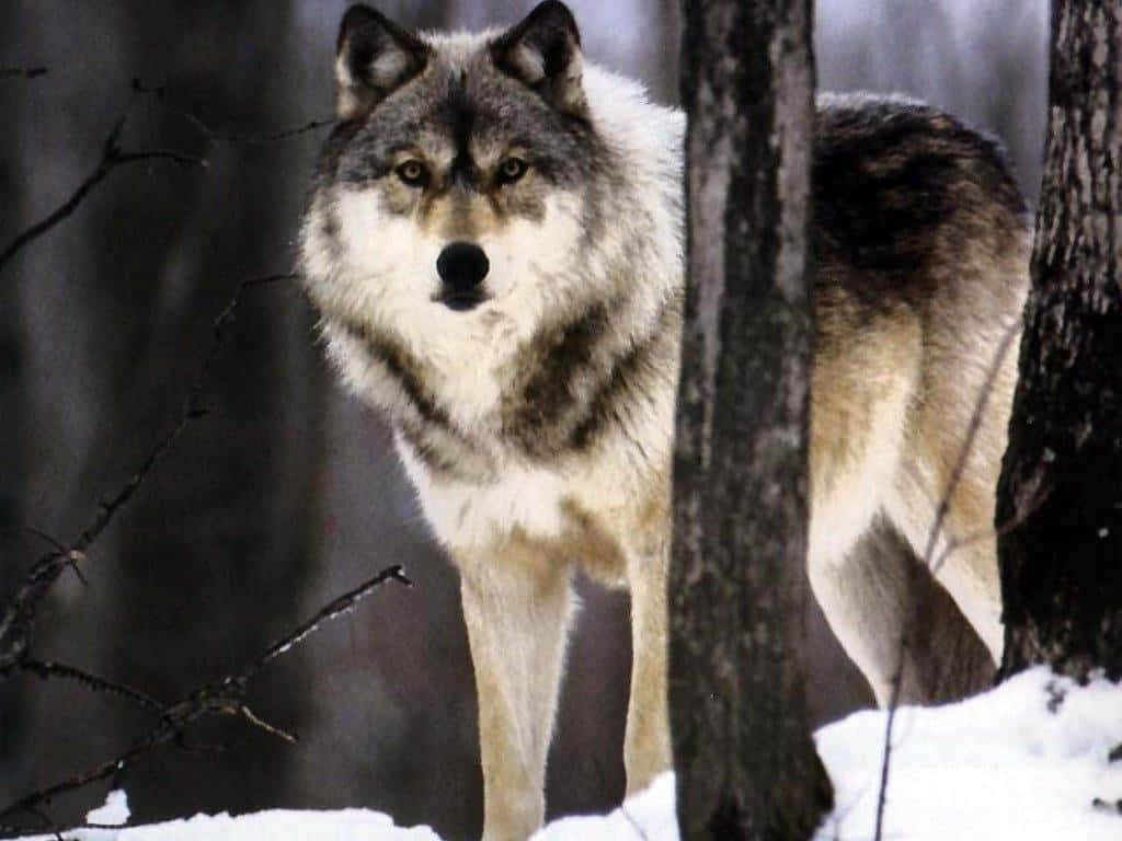 Caption: Majestic Timber Wolf In The Wilderness Wallpaper