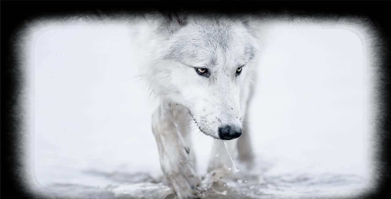 Caption: Majestic White Wolf In A Snowy Landscape Wallpaper