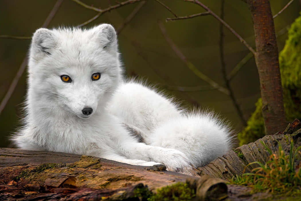 Caption: Majestic White Wolf In A Snowy Wilderness Wallpaper