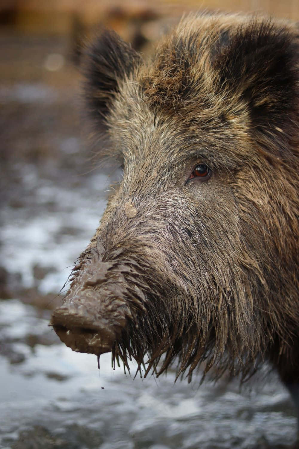 Caption: Majestic Wild Hog Exploring The Wilderness Wallpaper