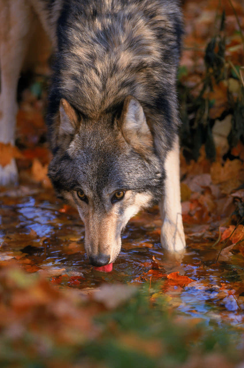 Caption: Majestic Wolf In A Vibrant Autumn Forest Wallpaper