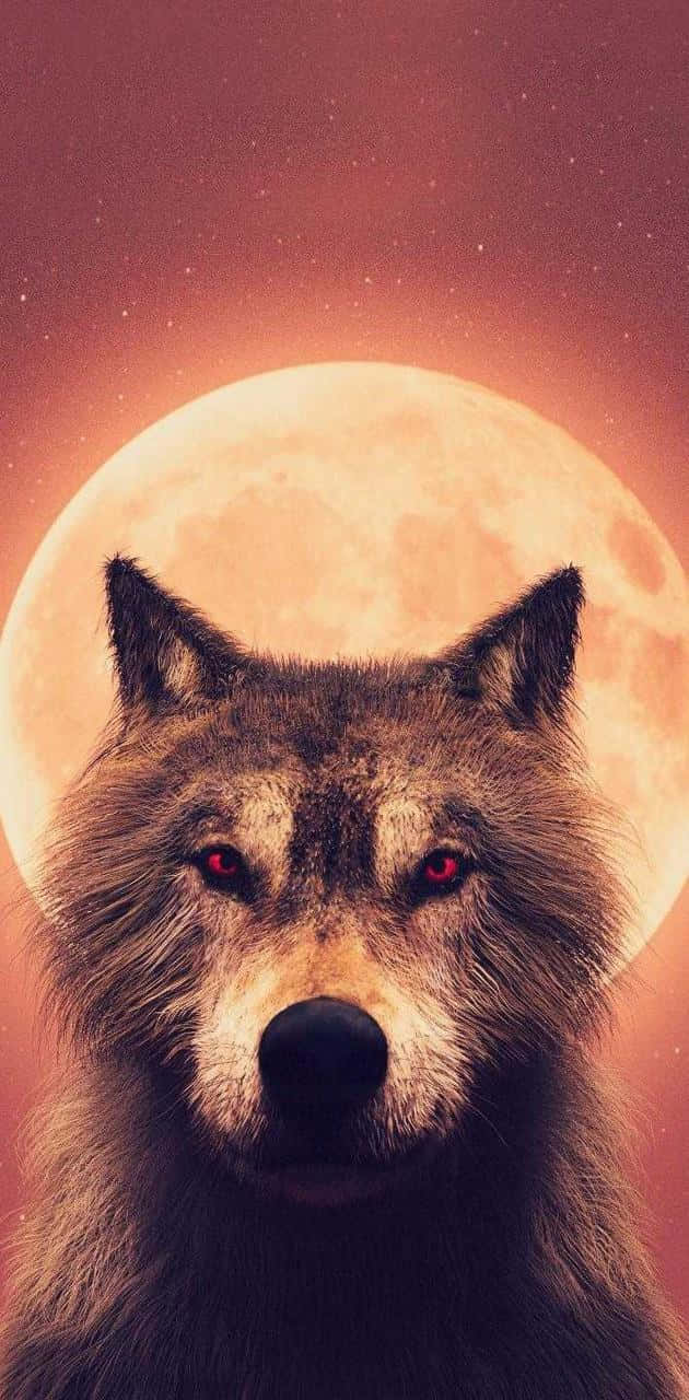 Caption: Majestic Wolf In Vibrant Sunset Wallpaper