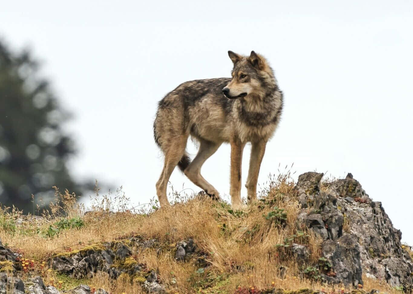 Caption: Majestic Wolf Overlooking Snowy Mountains Wallpaper