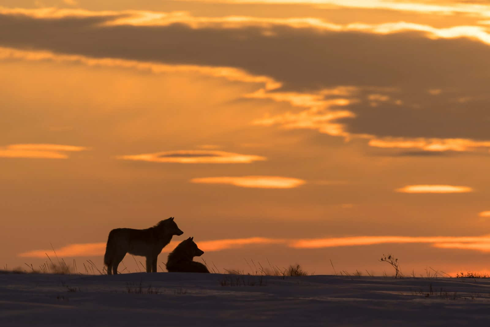 Caption: Majestic Wolf Silhouette Against A Full Moon Wallpaper