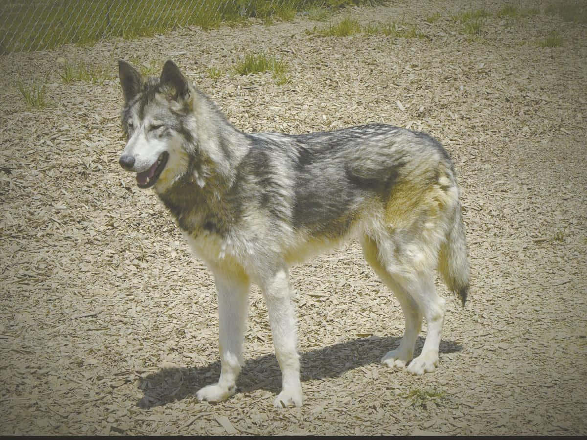 Caption: Majestic Wolfdog In Nature Wallpaper