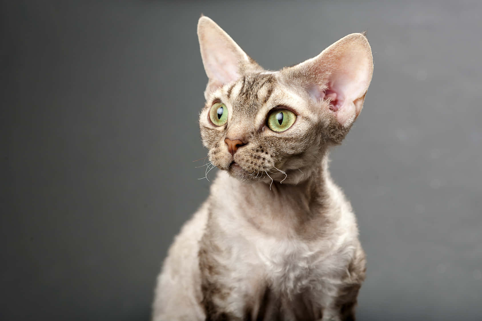 Caption: Playful Devon Rex Cat Lounging Indoors Wallpaper