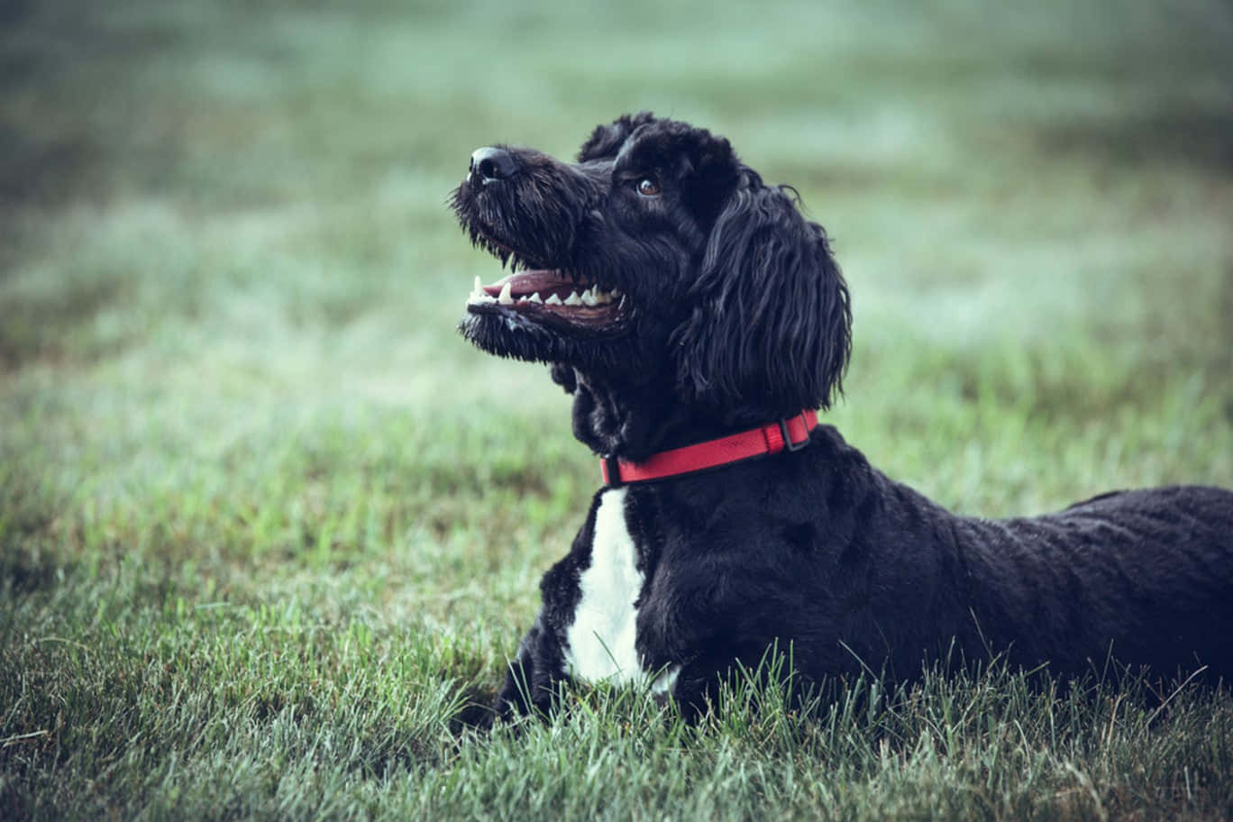 Caption: Playful Shaggy Dog Enjoying Outdoors Wallpaper