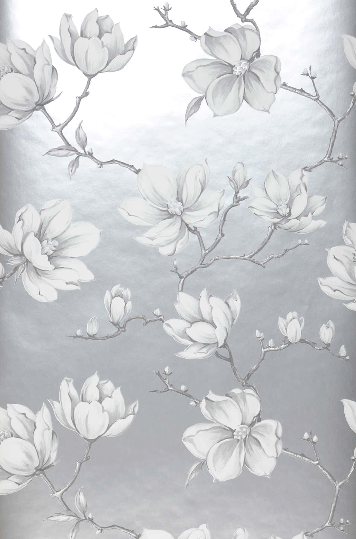 Caption: Spectacular Silver Magnolia Blossom Wallpaper