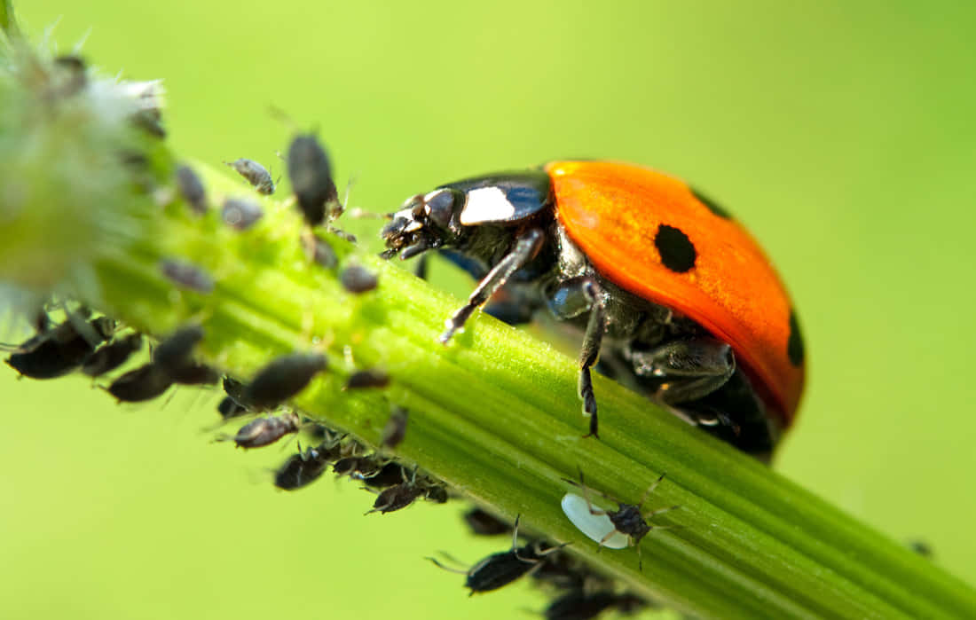 Caption: Spring Ladybugs On Flowers Wallpaper