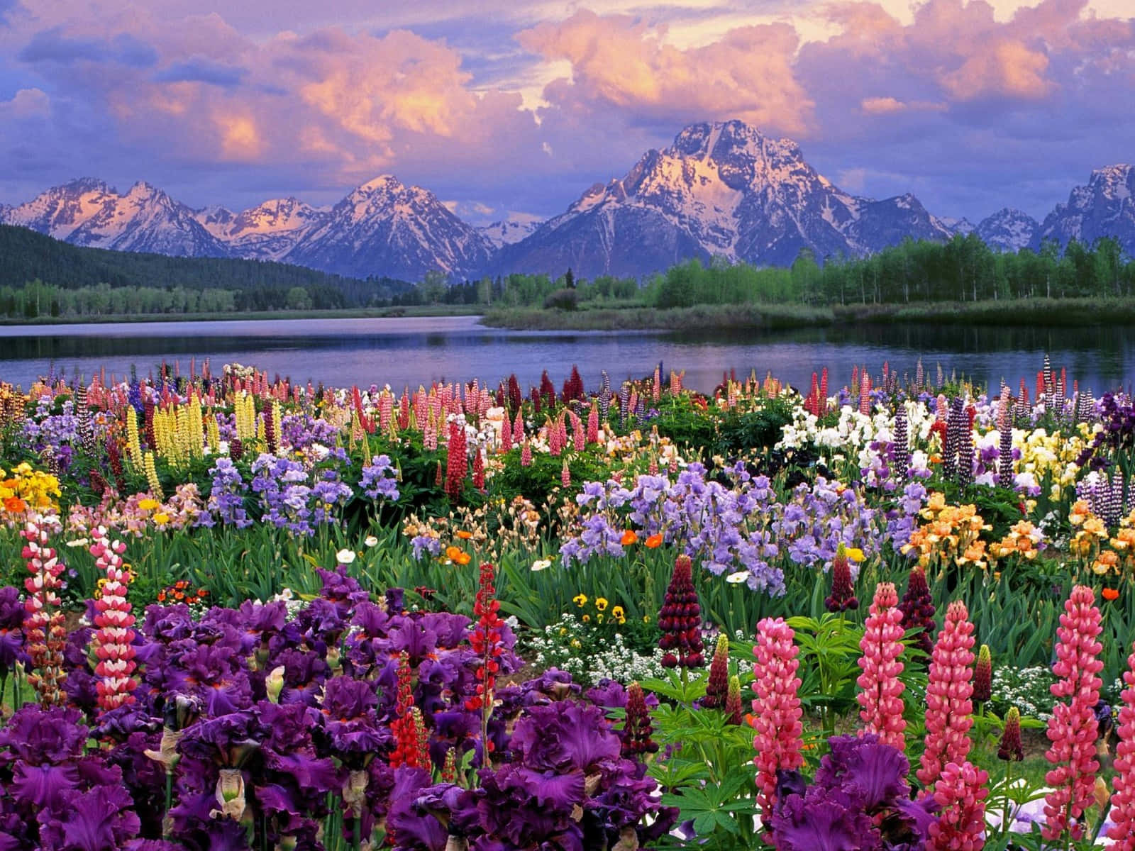 Caption: Spring Outdoors In Full Bloom Wallpaper