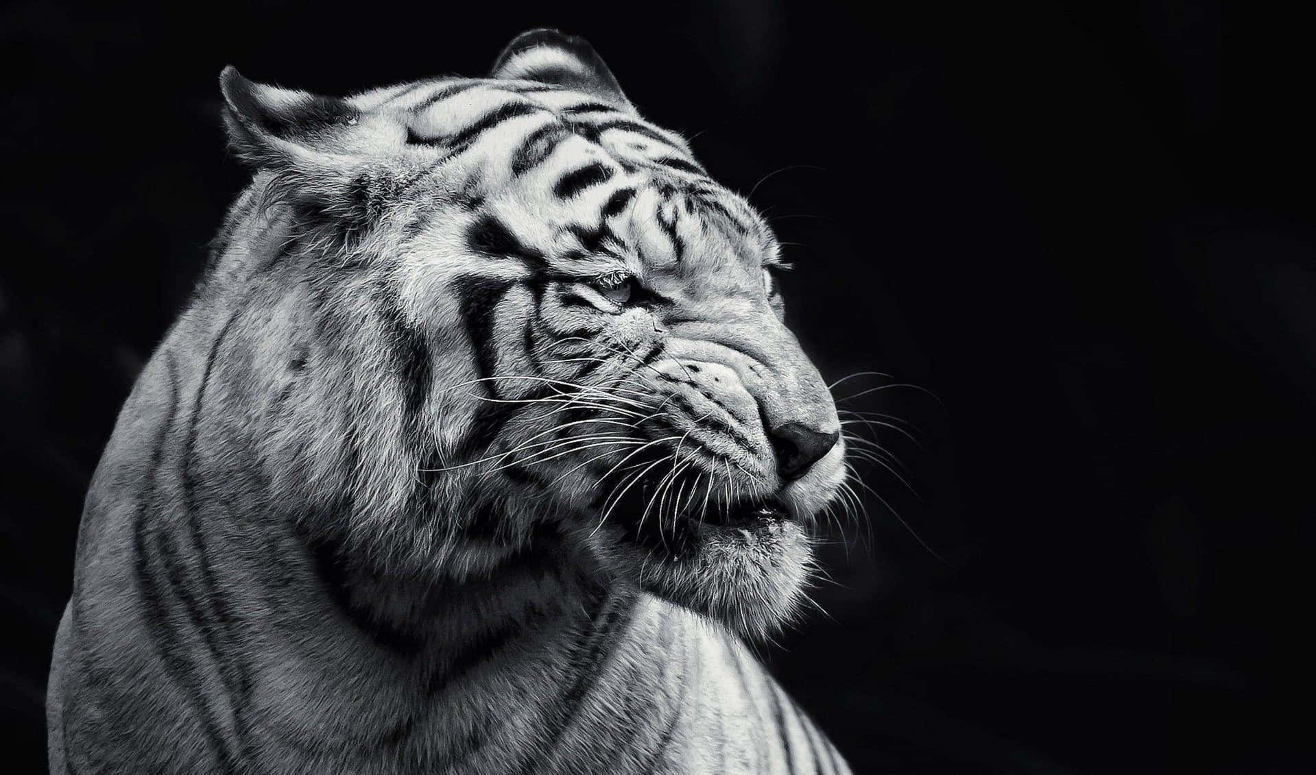 Caption: Stunning Black And White Animal Portrait Wallpaper