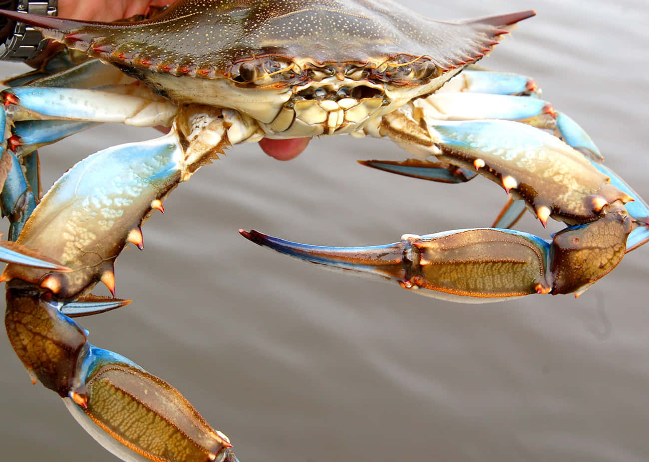 Caption: Stunning Close-up Of A Blue Crab Wallpaper