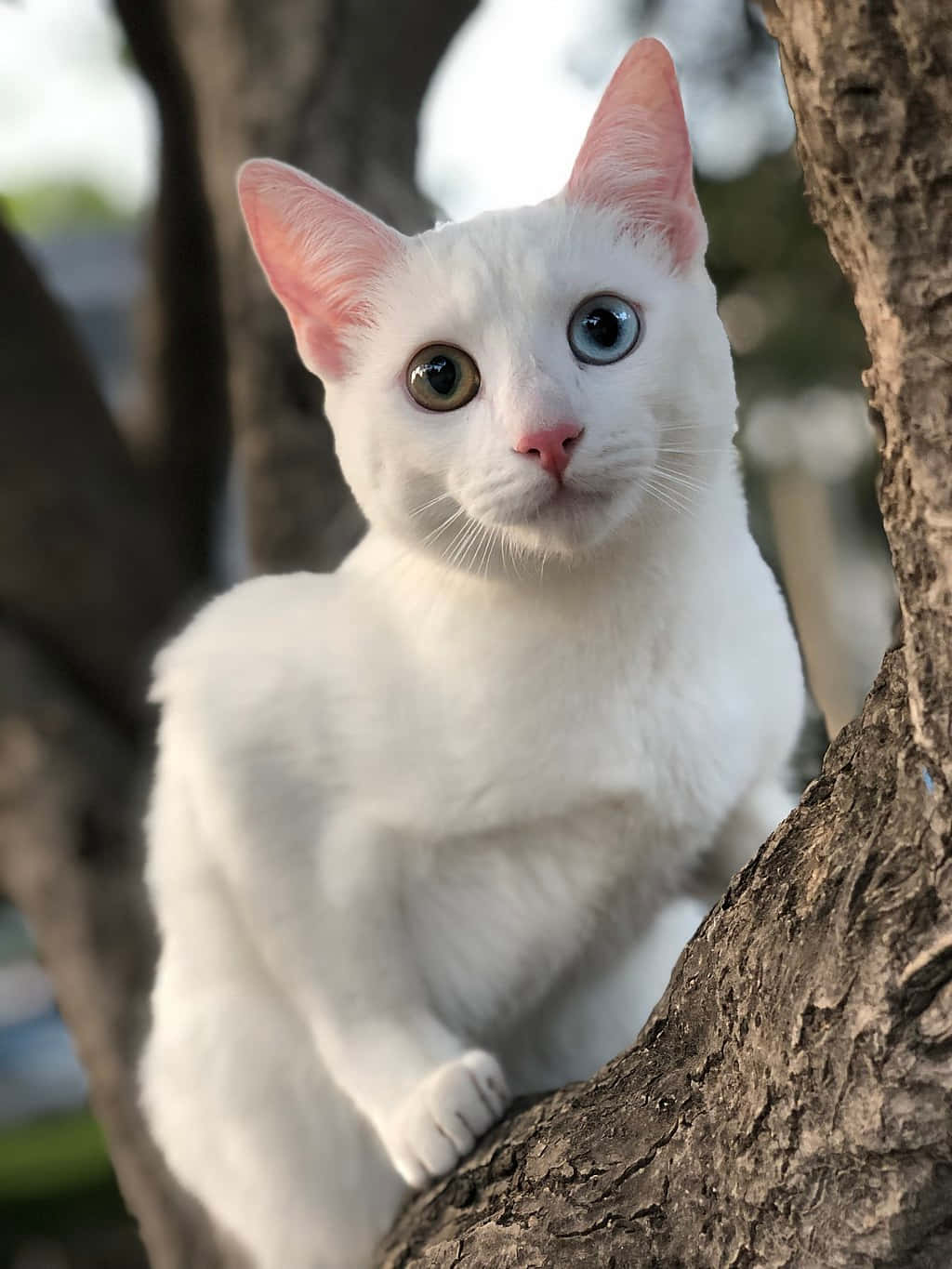 Caption: Stunning Khao Manee Cat On A Pink Background Wallpaper